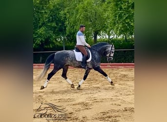 PRE Mix, Hengst, 4 Jaar, 165 cm, Schimmel