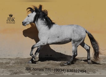PRE Mix, Hengst, 4 Jaar, 165 cm, Schimmel