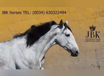 PRE Mix, Hengst, 4 Jaar, 165 cm, Schimmel