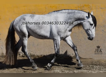 PRE Mix, Hengst, 4 Jaar, 165 cm, Schimmel