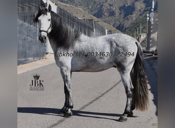PRE Mix, Hengst, 4 Jaar, 165 cm, Schimmel