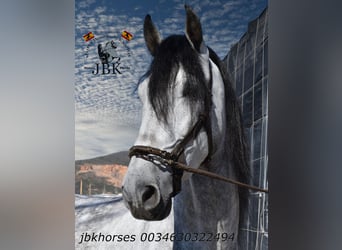 PRE Mix, Hengst, 4 Jaar, 165 cm, Schimmel