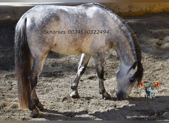 PRE Mix, Hengst, 4 Jaar, 165 cm, Schimmel