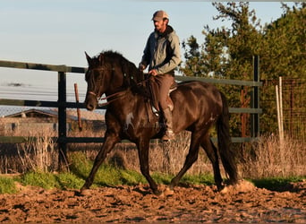 PRE Mix, Hengst, 4 Jaar, 165 cm, Zwart