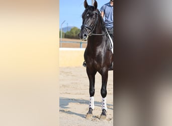 PRE Mix, Hengst, 4 Jaar, 165 cm, Zwart