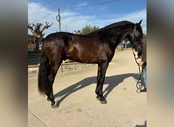 PRE Mix, Hengst, 4 Jaar, 165 cm, Zwart