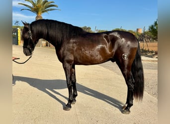 PRE Mix, Hengst, 4 Jaar, 165 cm, Zwart