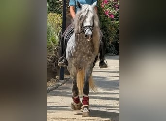 PRE Mix, Hengst, 4 Jaar, 166 cm, Appelschimmel