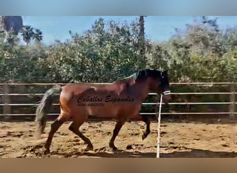 PRE Mix, Hengst, 4 Jaar, 166 cm, Bruin