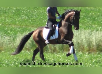 PRE Mix, Hengst, 4 Jaar, 166 cm, Bruin