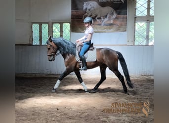 PRE Mix, Hengst, 4 Jaar, 166 cm, Bruin