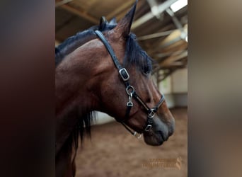 PRE Mix, Hengst, 4 Jaar, 166 cm, Bruin