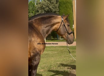 PRE Mix, Hengst, 4 Jaar, 166 cm, Buckskin