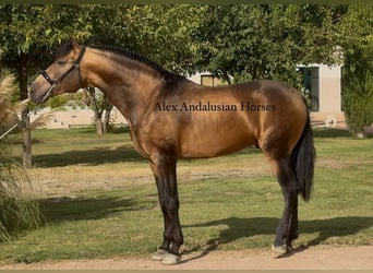 PRE Mix, Hengst, 4 Jaar, 166 cm, Buckskin
