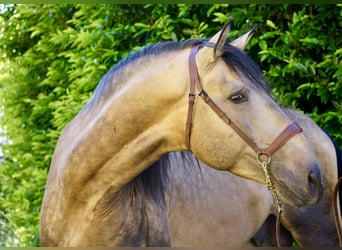 PRE, Hengst, 4 Jaar, 166 cm, Buckskin