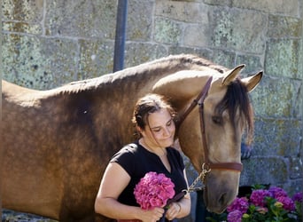 PRE, Hengst, 4 Jaar, 166 cm, Buckskin