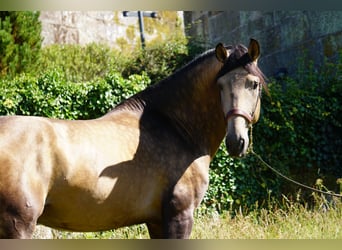 PRE, Hengst, 4 Jaar, 166 cm, Buckskin