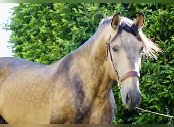 PRE, Hengst, 4 Jaar, 166 cm, Buckskin