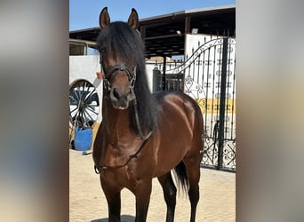 PRE Mix, Hengst, 4 Jaar, 166 cm, Donkerbruin