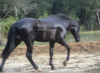 PRE, Hengst, 4 Jaar, 166 cm