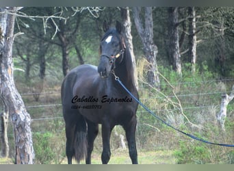 PRE, Hengst, 4 Jaar, 166 cm