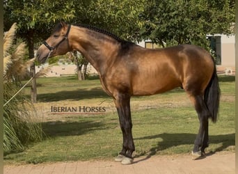 PRE Mix, Hengst, 4 Jaar, 166 cm, Falbe
