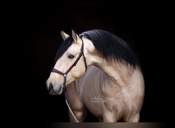 PRE Mix, Hengst, 4 Jaar, 166 cm, Falbe