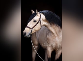 PRE Mix, Hengst, 4 Jaar, 166 cm, Falbe