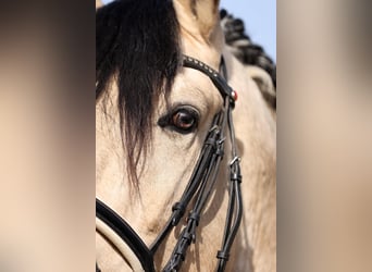 PRE Mix, Hengst, 4 Jaar, 166 cm, Falbe