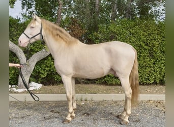 PRE, Hengst, 4 Jaar, 166 cm, Pearl