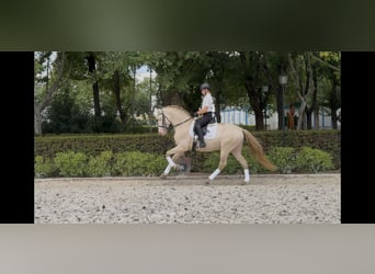 PRE, Hengst, 4 Jaar, 166 cm, Pearl