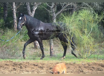 PRE Mix, Hengst, 4 Jaar, 166 cm, Zwart