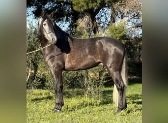 PRE Mix, Hengst, 4 Jaar, 166 cm, Zwartschimmel