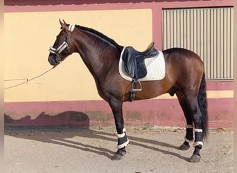 PRE Mix, Hengst, 4 Jaar, 167 cm, Bruin