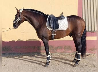 PRE Mix, Hengst, 4 Jaar, 167 cm, Bruin