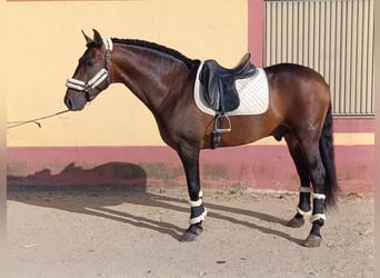 PRE Mix, Hengst, 4 Jaar, 167 cm, Bruin