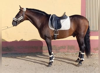 PRE Mix, Hengst, 4 Jaar, 167 cm, Bruin