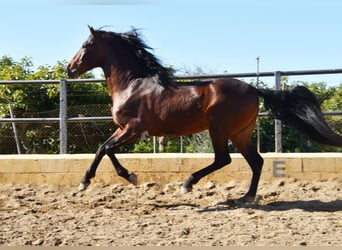 PRE, Hengst, 4 Jaar, 167 cm, Bruin