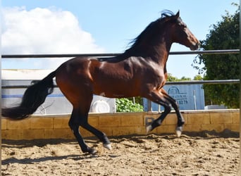 PRE, Hengst, 4 Jaar, 167 cm, Bruin