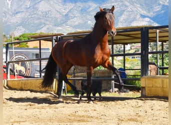 PRE, Hengst, 4 Jaar, 167 cm, Bruin