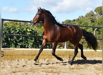 PRE, Hengst, 4 Jaar, 167 cm, Bruin