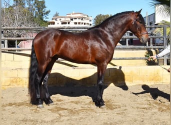 PRE, Hengst, 4 Jaar, 167 cm, Bruin