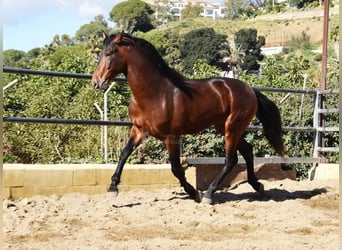 PRE, Hengst, 4 Jaar, 167 cm, Bruin