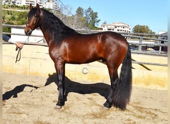 PRE, Hengst, 4 Jaar, 167 cm, Bruin