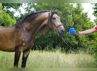 PRE, Hengst, 4 Jaar, 167 cm, Buckskin