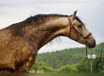 PRE, Hengst, 4 Jaar, 167 cm, Buckskin