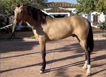 PRE Mix, Hengst, 4 Jaar, 167 cm, Buckskin