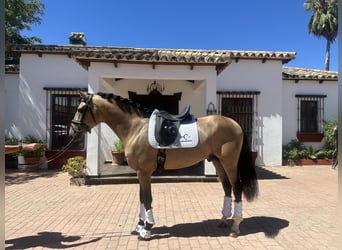 PRE, Hengst, 4 Jaar, 167 cm, Buckskin