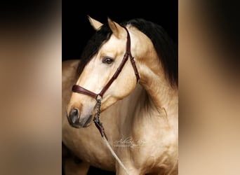 PRE, Hengst, 4 Jaar, 167 cm, Falbe