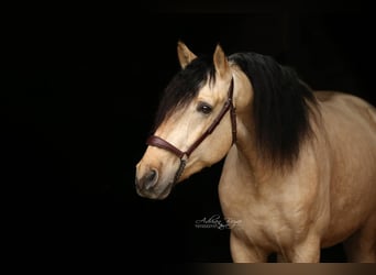 PRE, Hengst, 4 Jaar, 167 cm, Falbe